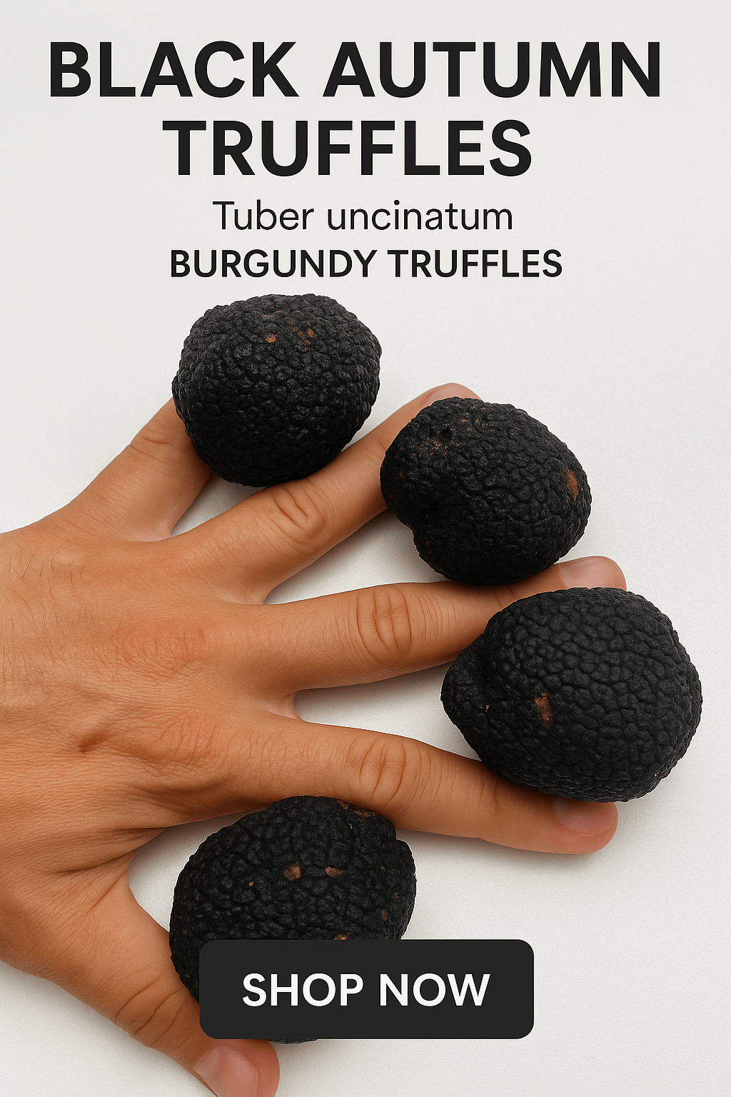 Fresh Burgundy Truffles – Premium black truffles for chefs and fine cuisine