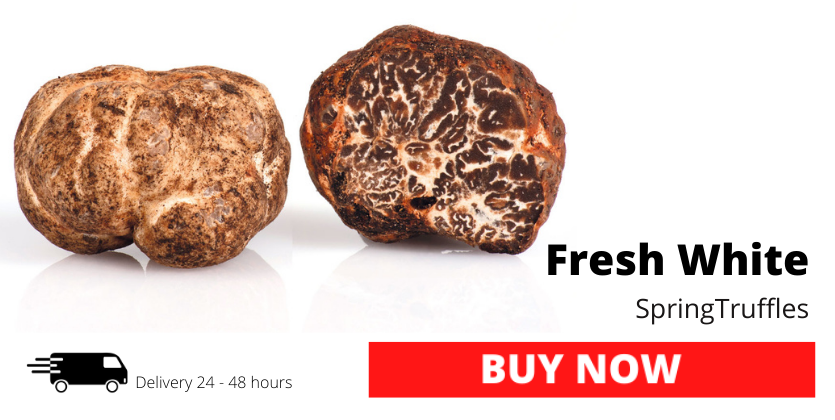 Fresh White Spring Truffles Tuber Borchii 